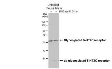 Anti-5-HT2C receptor antibody used in Western Blot (WB). GTX100329