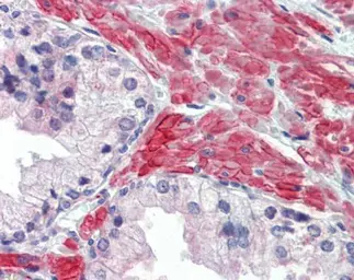 Anti-5-HT2C receptor antibody used in IHC (Paraffin sections) (IHC-P). GTX100329