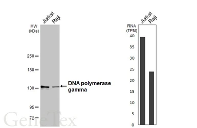 Anti-DNA polymerase gamma antibody used in Western Blot (WB). GTX100398
