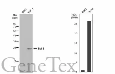 Anti-Bcl-2 antibody used in Western Blot (WB). GTX100440