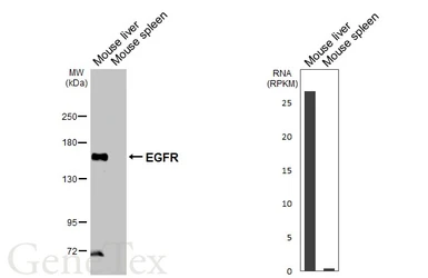 Anti-EGFR antibody [C2C3], C-term used in Western Blot (WB). GTX100448