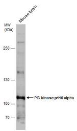 Anti-PI3 kinase p110 alpha antibody used in Western Blot (WB). GTX100462