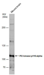 Anti-PI3 kinase p110 alpha antibody used in Western Blot (WB). GTX100462
