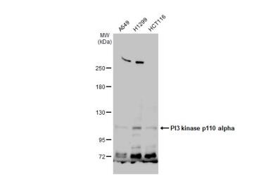Anti-PI3 kinase p110 alpha antibody used in Western Blot (WB). GTX100462