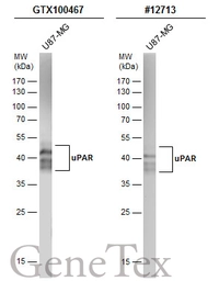Anti-uPAR antibody used in Western Blot (WB). GTX100467