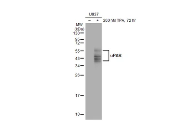 Anti-uPAR antibody used in Western Blot (WB). GTX100467