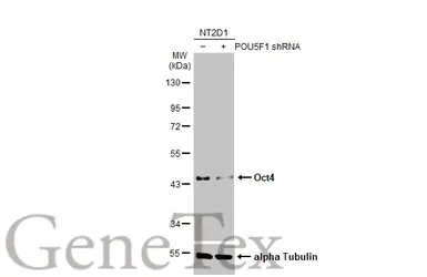 Anti-Oct4 antibody used in Western Blot (WB). GTX100468