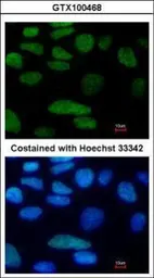 Anti-Oct4 antibody used in Immunocytochemistry/ Immunofluorescence (ICC/IF). GTX100468