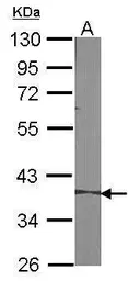 Anti-MASPIN antibody used in Western Blot (WB). GTX100471