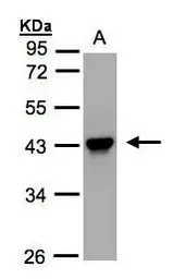 Anti-MASPIN antibody used in Western Blot (WB). GTX100471