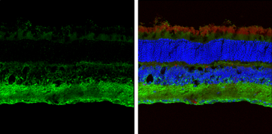Anti-ABAT antibody used in IHC (Frozen sections) (IHC-Fr). GTX100479