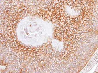 Anti-CD105 antibody [N3C3] used in IHC (Paraffin sections) (IHC-P). GTX100508