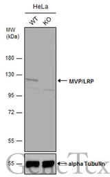 Anti-MVP/LRP antibody [C2C3], C-term used in Western Blot (WB). GTX100536