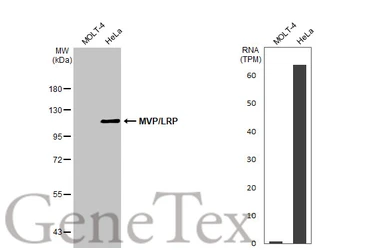 Anti-MVP/LRP antibody [C2C3], C-term used in Western Blot (WB). GTX100536
