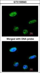 Anti-RASSF1 antibody [N1C3] used in Immunocytochemistry/ Immunofluorescence (ICC/IF). GTX100543