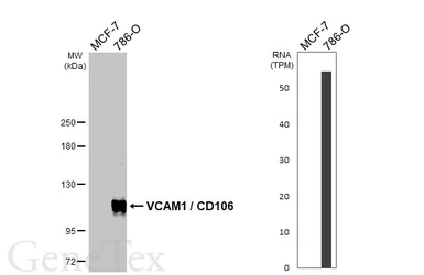Anti-VCAM1 / CD106 antibody used in Western Blot (WB). GTX100562