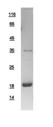 Human Prealbumin protein, His tag. GTX100577-pro