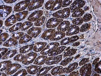 Anti-AGR3 antibody used in IHC (Paraffin sections) (IHC-P). GTX100582