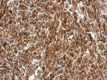 Anti-AGR3 antibody used in IHC (Paraffin sections) (IHC-P). GTX100582