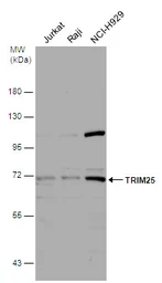 Anti-TRIM25 antibody [N2C1], Internal used in Western Blot (WB). GTX100617