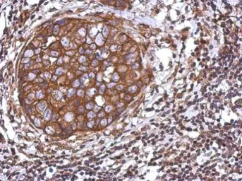 Anti-TRIM25 antibody [N2C1], Internal used in IHC (Paraffin sections) (IHC-P). GTX100617