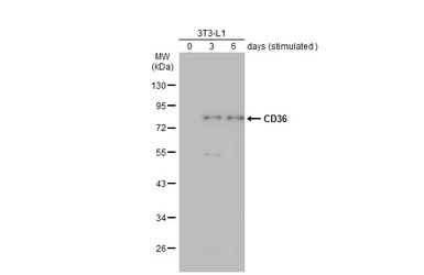 Anti-CD36 antibody [C1C3] used in Western Blot (WB). GTX100642