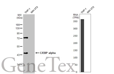 Anti-C/EBP alpha antibody [N1], N-term used in Western Blot (WB). GTX100674