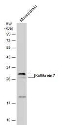 Anti-Kallikrein 7 antibody used in Western Blot (WB). GTX100700
