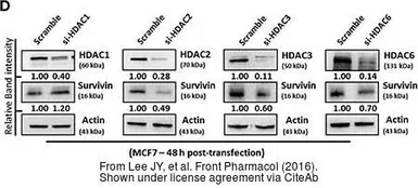 Anti-HDAC6 antibody [N1], N-term used in Western Blot (WB). GTX100722