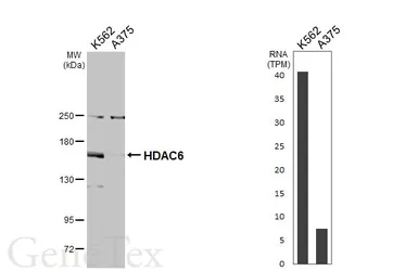 Anti-HDAC6 antibody [N1], N-term used in Western Blot (WB). GTX100722