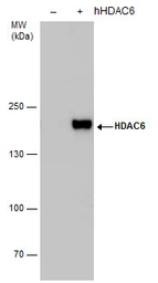 Anti-HDAC6 antibody [N1], N-term used in Western Blot (WB). GTX100722