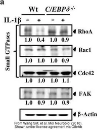 Anti-Rac1 antibody used in Western Blot (WB). GTX100761