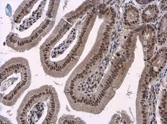 Anti-PB1 antibody [N1N2], N-term used in IHC (Paraffin sections) (IHC-P). GTX100781