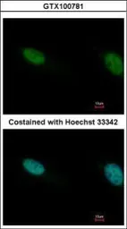 Anti-PB1 antibody [N1N2], N-term used in Immunocytochemistry/ Immunofluorescence (ICC/IF). GTX100781