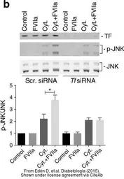 Anti-Coagulation factor III/Tissue Factor antibody [N1C3] used in Western Blot (WB). GTX100808