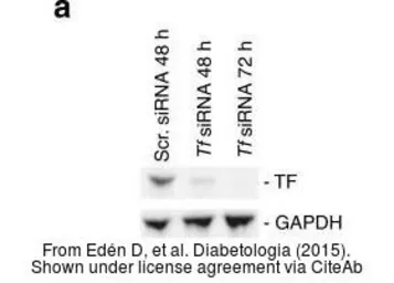 Anti-Coagulation factor III/Tissue Factor antibody [N1C3] used in Western Blot (WB). GTX100808