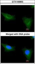 Anti-TTLL1 antibody [N1C3] used in Immunocytochemistry/ Immunofluorescence (ICC/IF). GTX100853