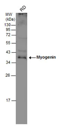 Anti-Myogenin antibody used in Western Blot (WB). GTX100887