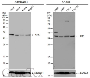 Anti-CRK antibody [N2C3] used in Western Blot (WB). GTX100901