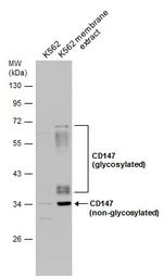 Anti-CD147 antibody [N2C3] used in Western Blot (WB). GTX100915