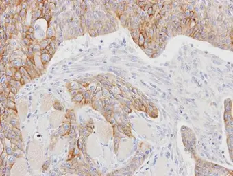 Anti-CD147 antibody [N2C3] used in IHC (Paraffin sections) (IHC-P). GTX100915