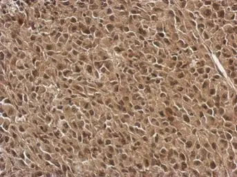 Anti-FGF13 antibody used in IHC (Paraffin sections) (IHC-P). GTX101008