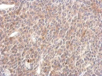 Anti-SHP2 antibody used in IHC (Paraffin sections) (IHC-P). GTX101062