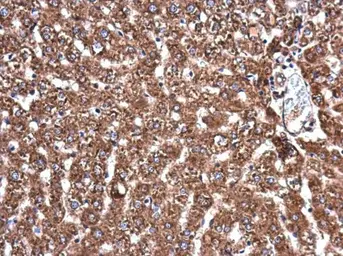 Anti-APAF1 antibody [C3], C-term used in IHC (Paraffin sections) (IHC-P). GTX101067