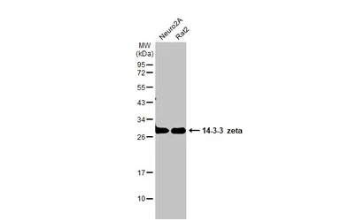 Anti-14-3-3 zeta antibody used in Western Blot (WB). GTX101075