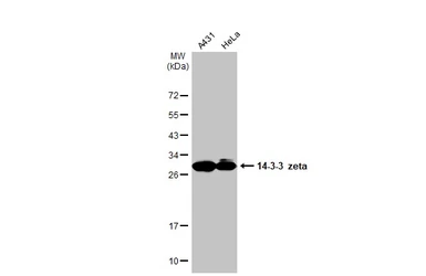 Anti-14-3-3 zeta antibody used in Western Blot (WB). GTX101075