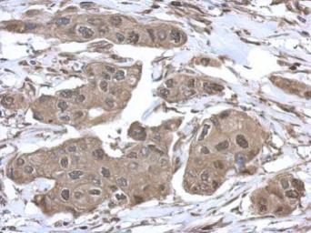 Anti-VCP antibody used in IHC (Paraffin sections) (IHC-P). GTX101089