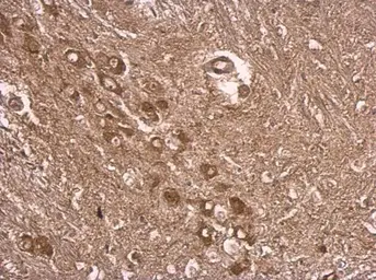 Anti-UBE3A antibody used in IHC (Paraffin sections) (IHC-P). GTX101092