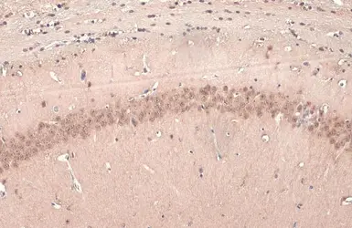 Anti-UBE3A antibody used in IHC (Paraffin sections) (IHC-P). GTX101092