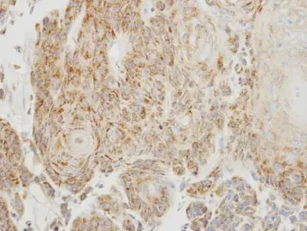 Anti-PGP9.5 antibody used in IHC (Paraffin sections) (IHC-P). GTX101093
